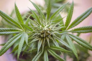 Cannabisolja – Ett nygammal läkemedel
