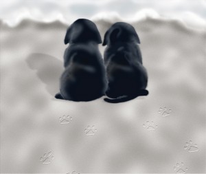 Two black Labrador Retriever puppies sitting on beach, rear view